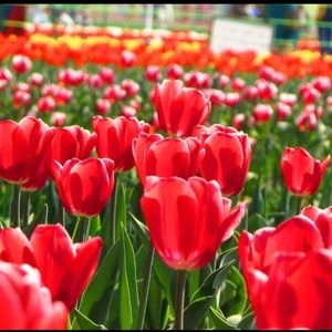 Meet your Posher, Asha